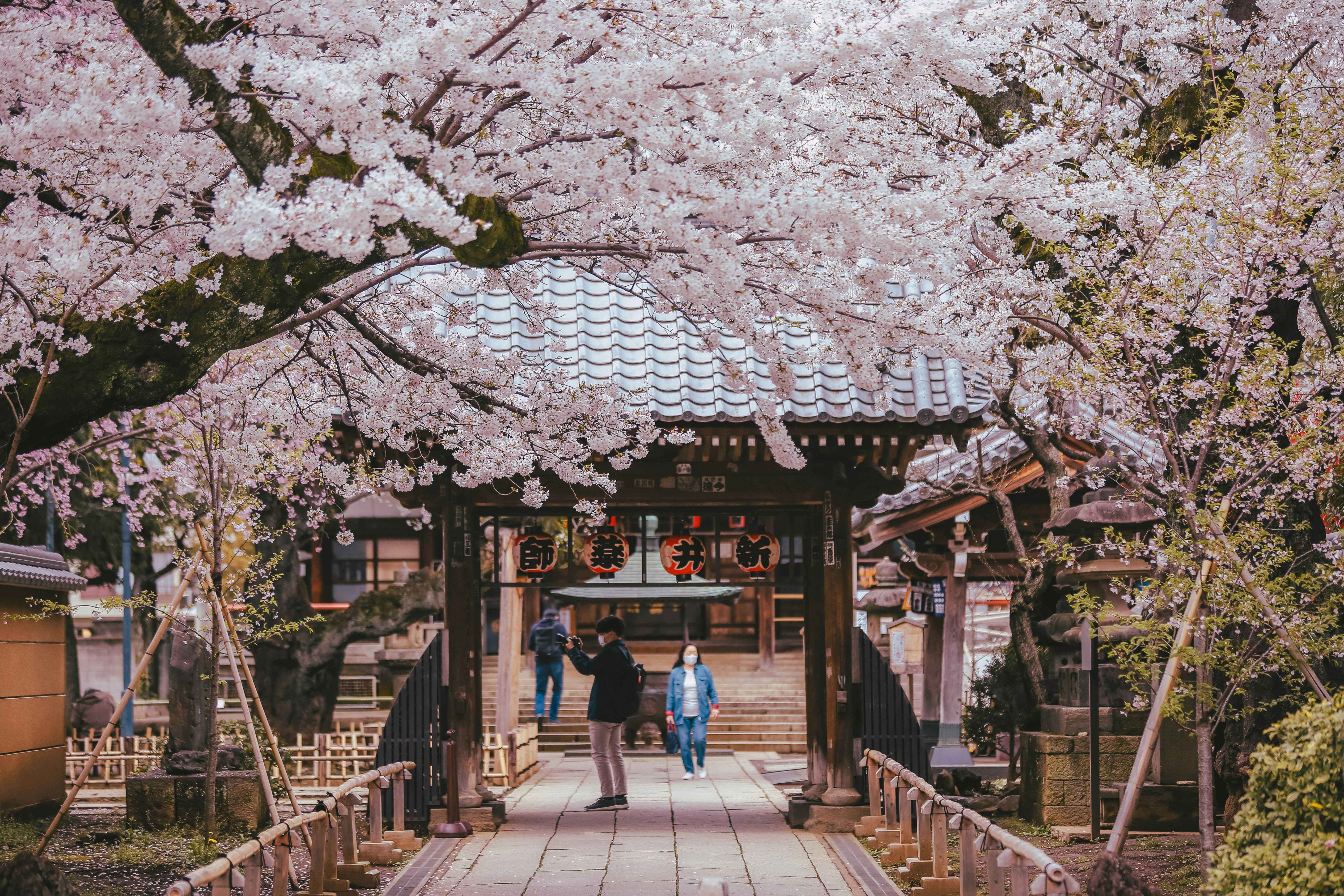 Cherry blossoms in bloom in Seattle spring