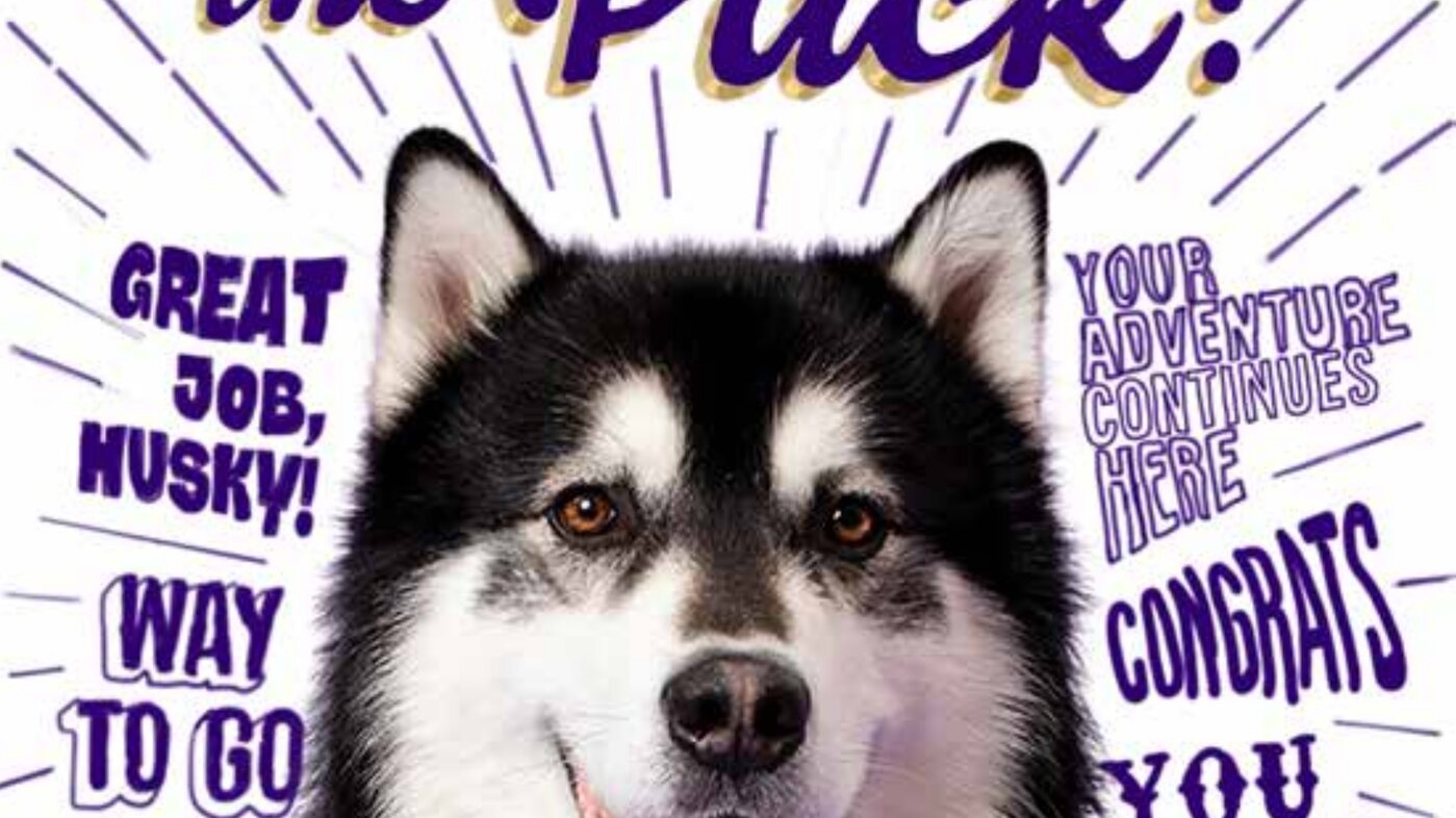 UW Husky mascot dog with a purple bandana, from the University of Washington New Huskies welcome booklet